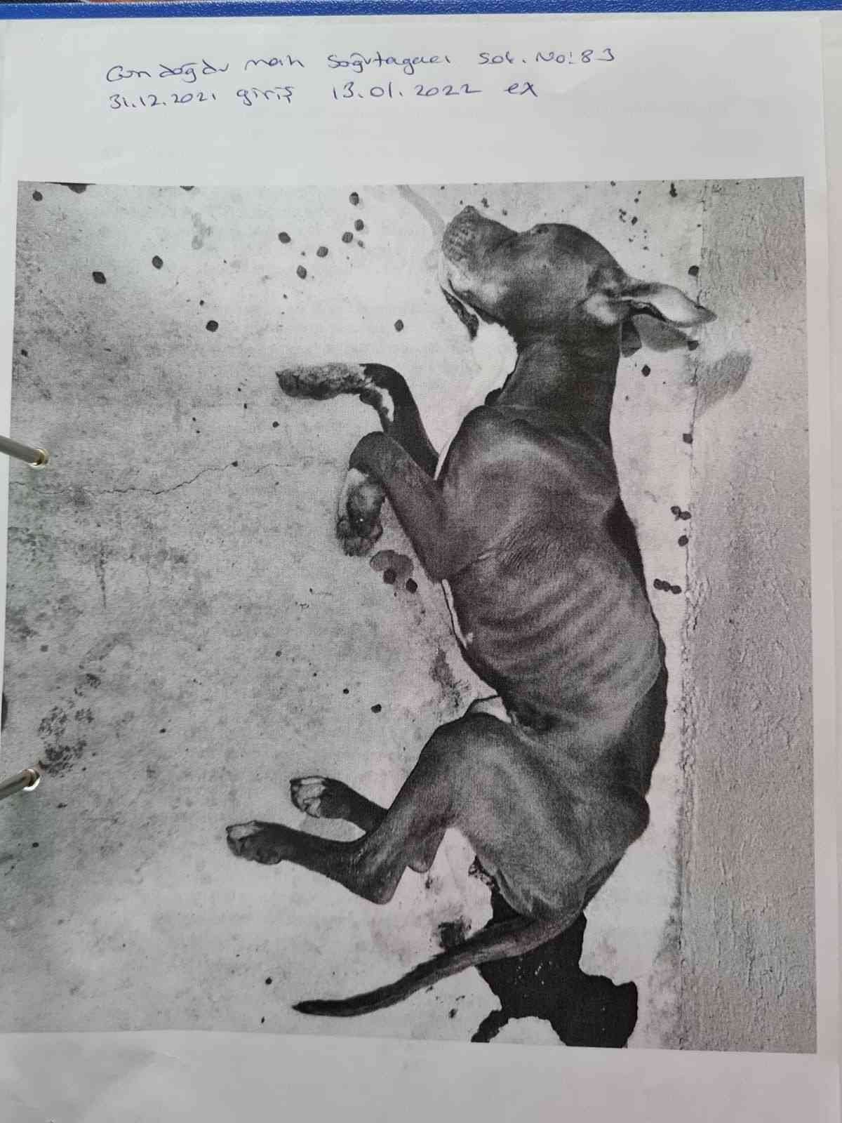 Odunpazarı hayvan barınağında dehşet görüntüler