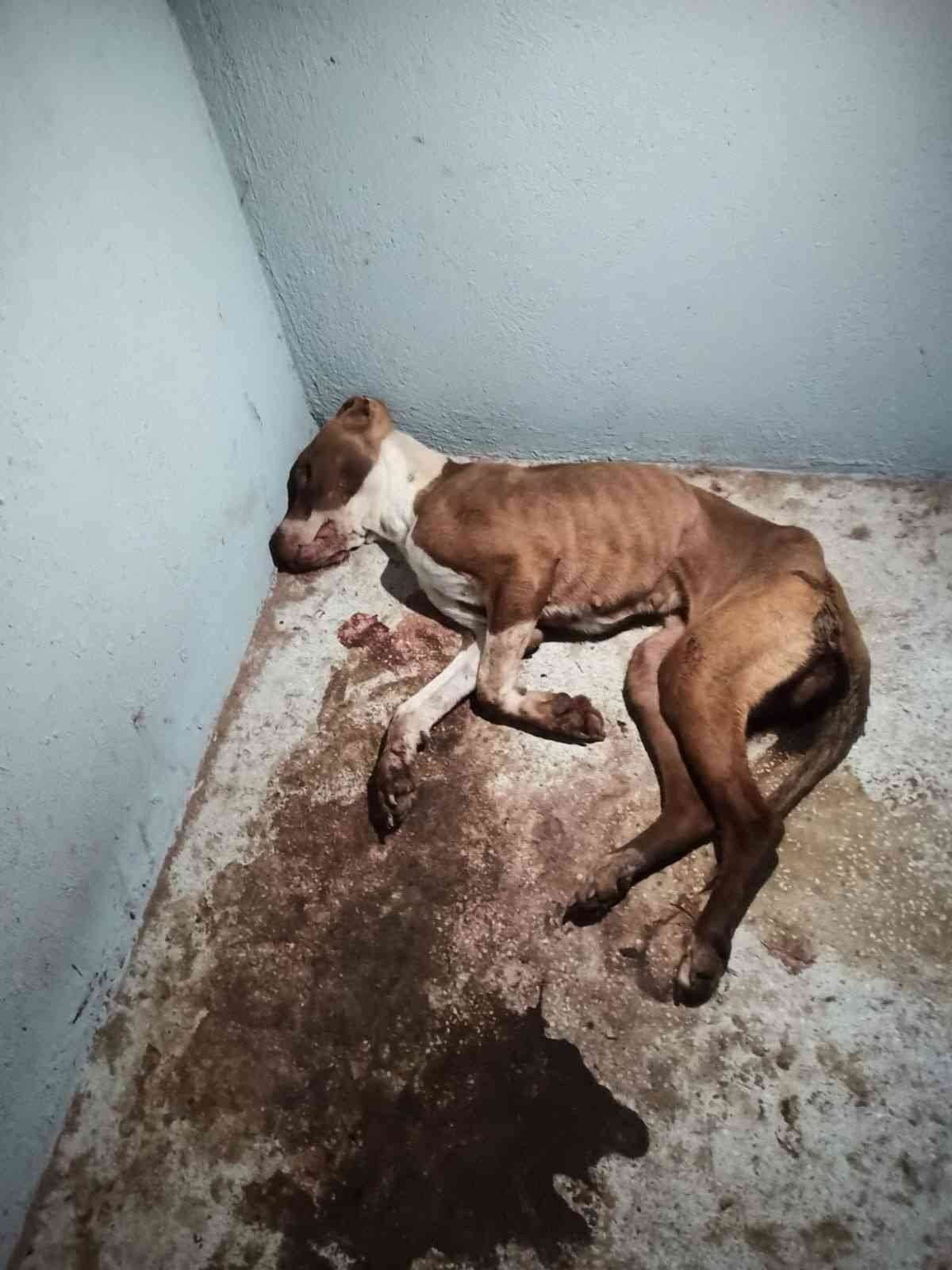 Odunpazarı hayvan barınağında dehşet görüntüler