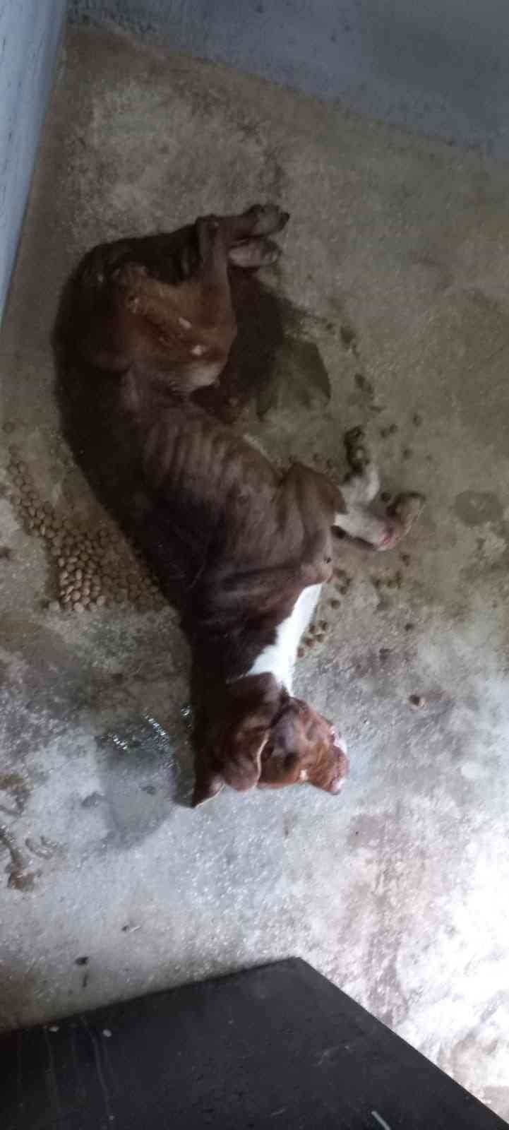 Odunpazarı hayvan barınağında dehşet görüntüler