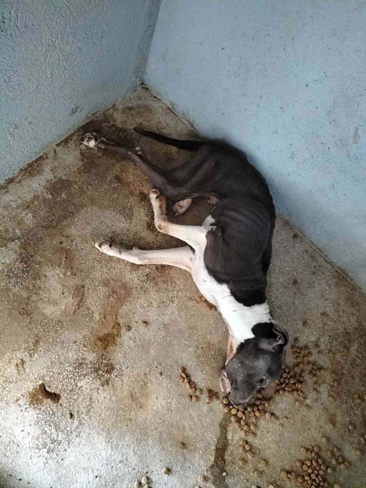 Odunpazarı hayvan barınağında dehşet görüntüler