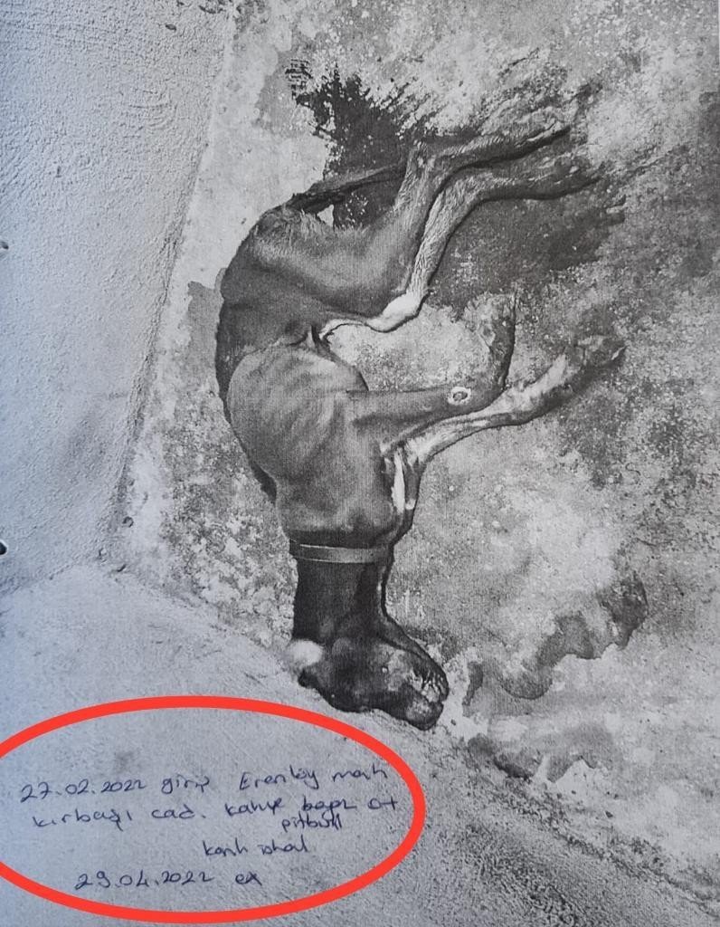 Skandal görüntülere ilginç savunma