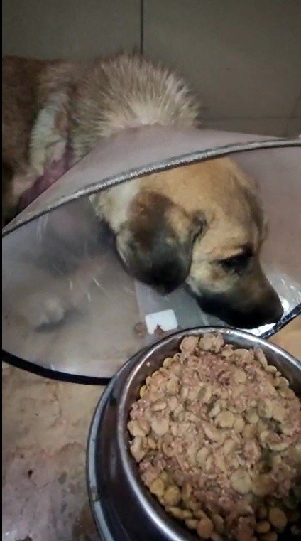 Bacağı kırılan köpeğin yardımına hayvan severler koştu