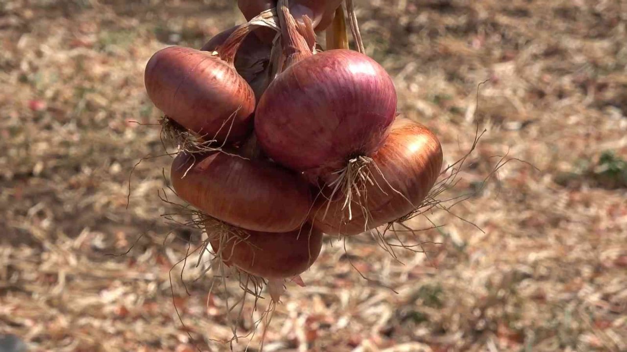 Ata tohumları muhafaza ediliyor