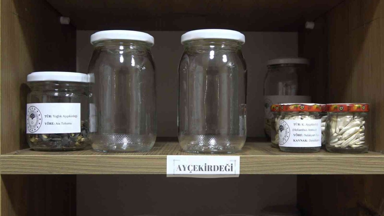 Ata tohumları muhafaza ediliyor