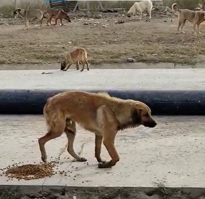 Bacağı kırılan köpeğin yardımına hayvan severler koştu