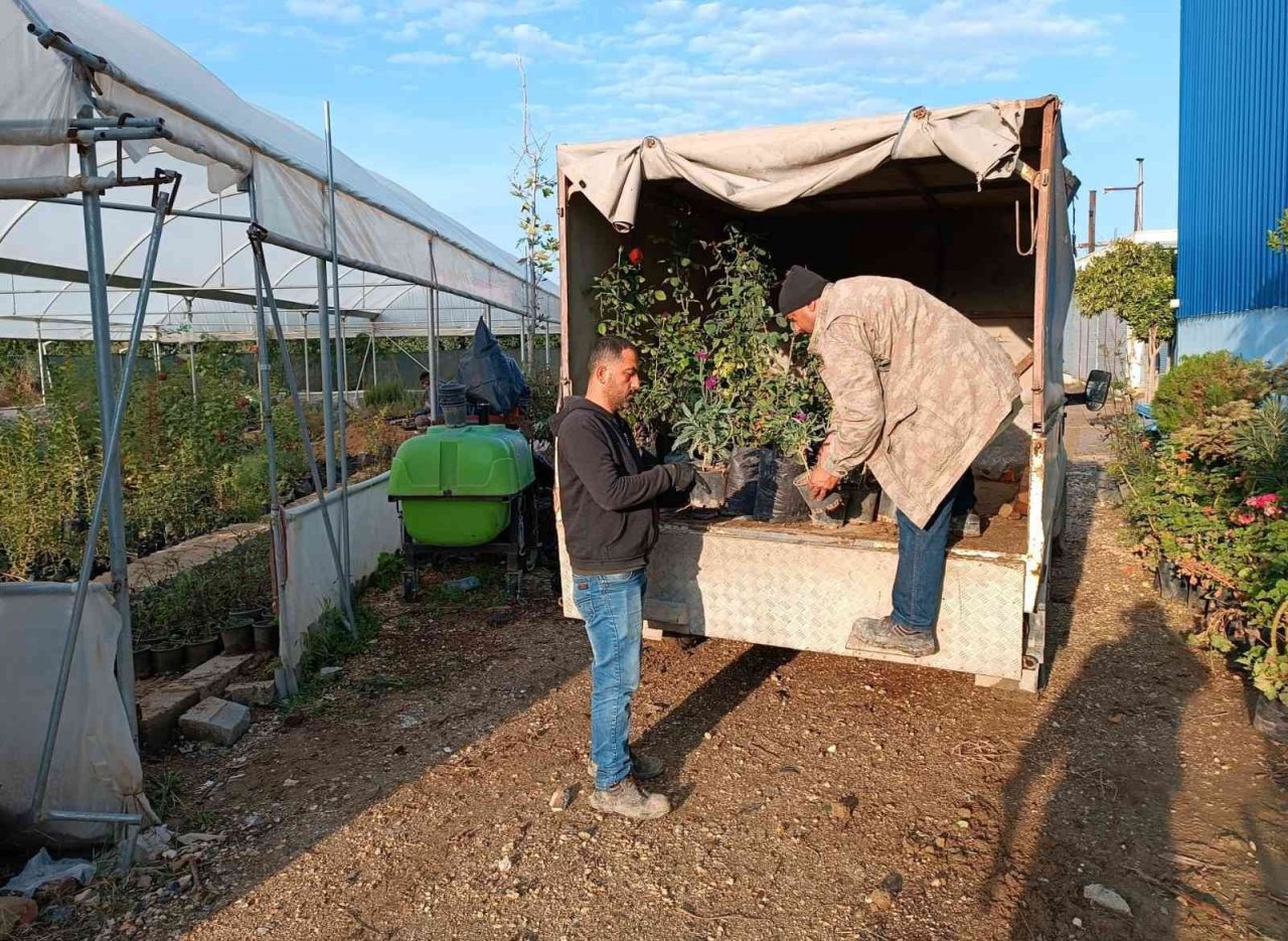 Samandağ Belediyesi süs bitkilerini kendi üretiyor