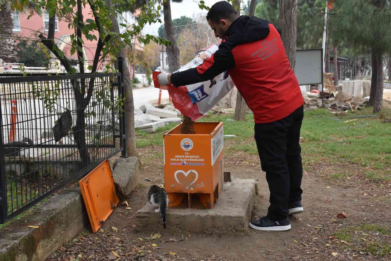 Sokaktaki canlar mamaya kolayca ulaşıyor