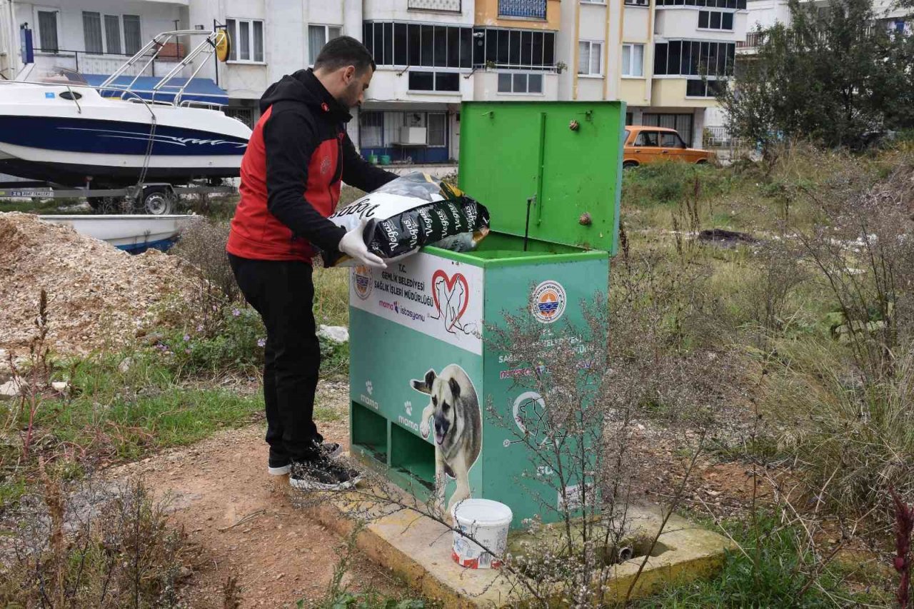 Sokaktaki canlar mamaya kolayca ulaşıyor