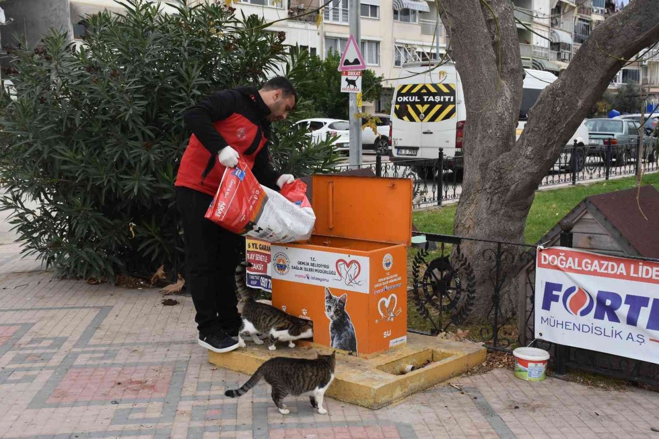 Sokaktaki canlar mamaya kolayca ulaşıyor