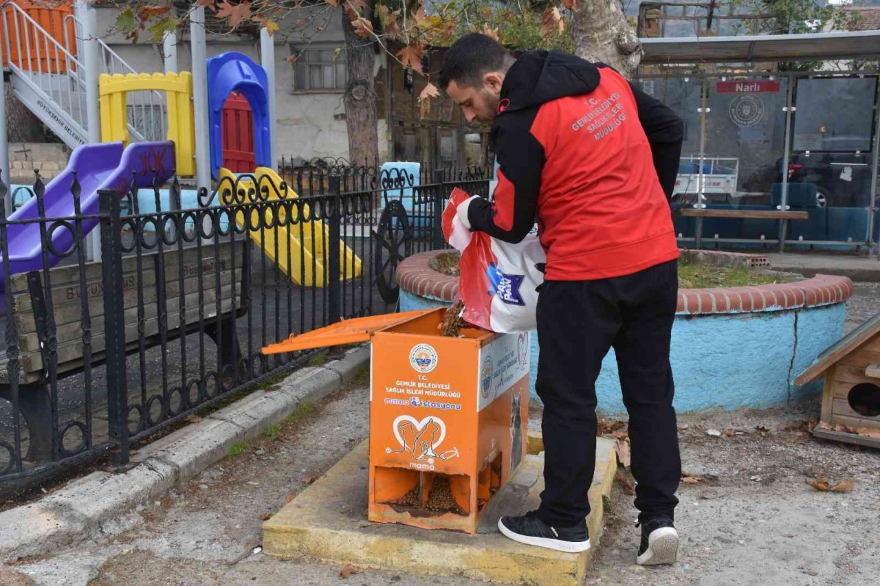 Sokaktaki canlar mamaya kolayca ulaşıyor