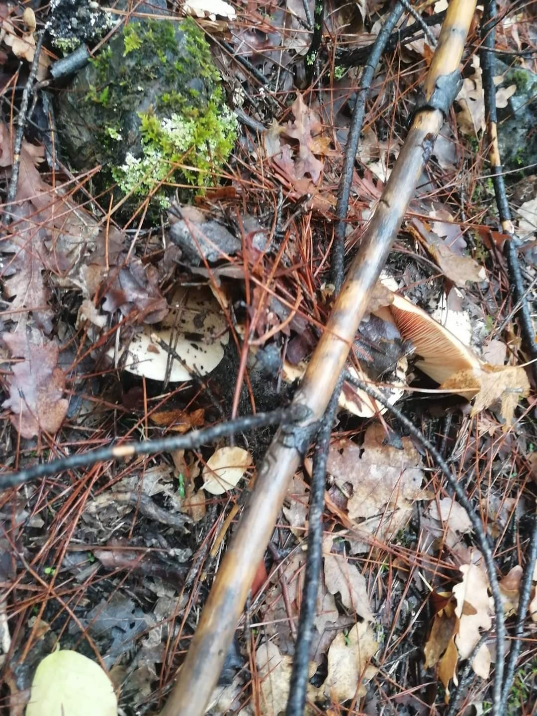 Muğla’da çıntar mevsimi başladı