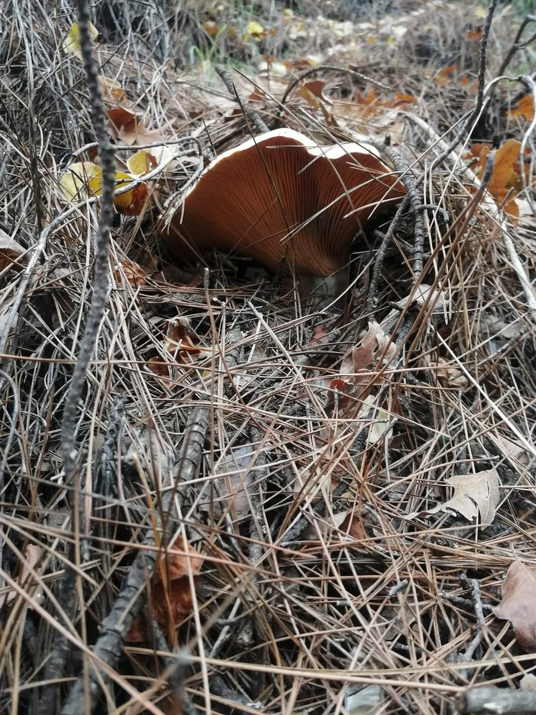 Muğla’da çıntar mevsimi başladı