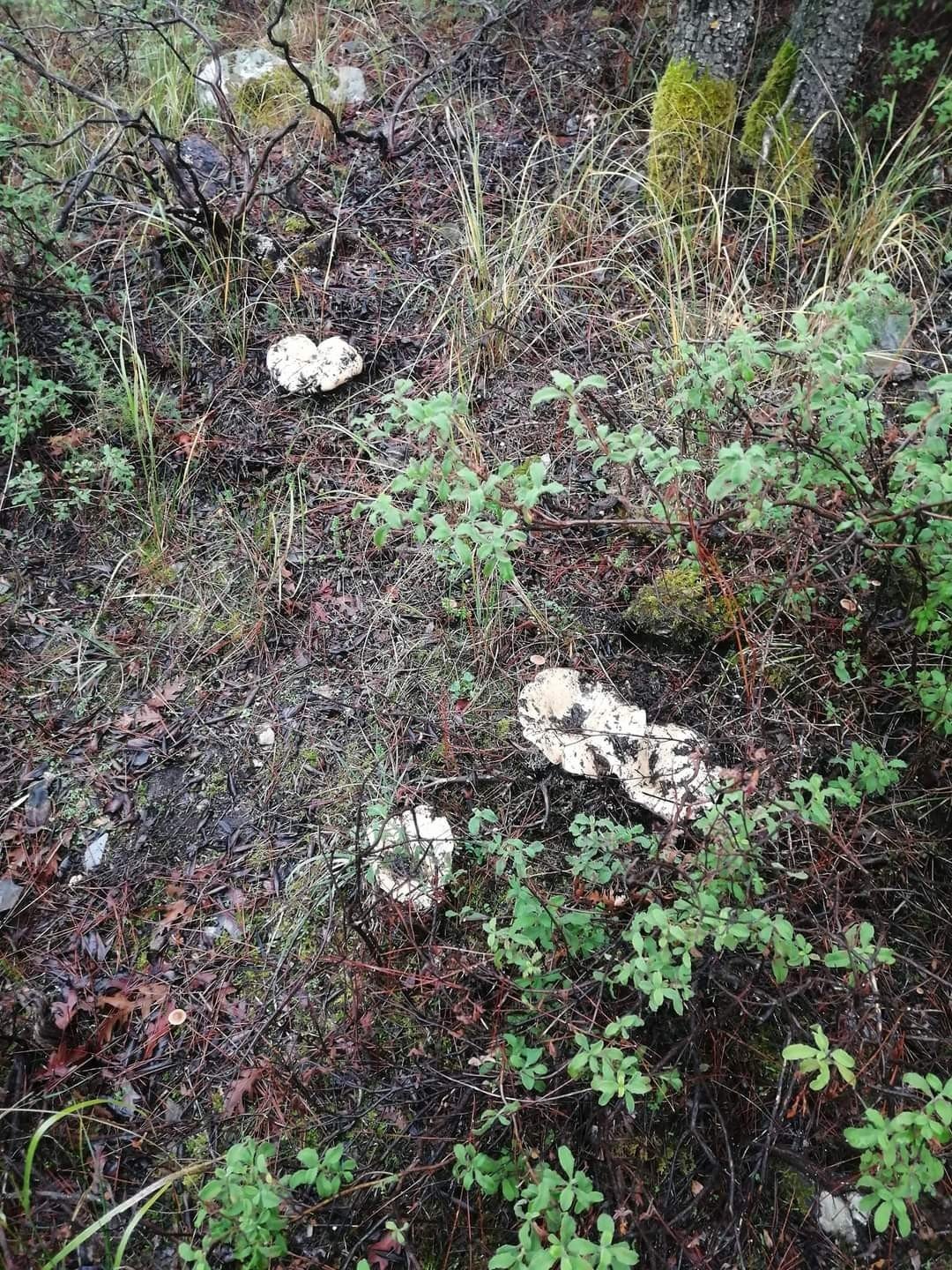 Muğla’da çıntar mevsimi başladı