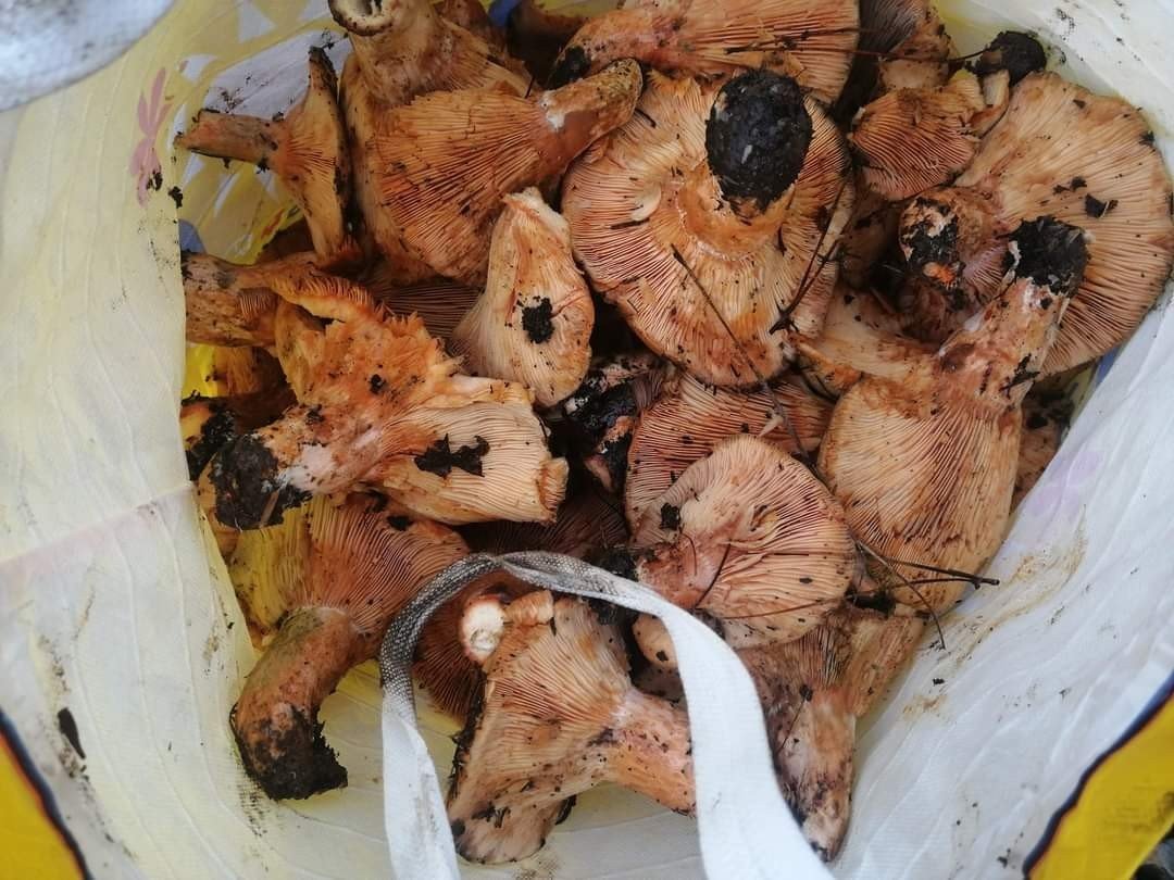 Muğla’da çıntar mevsimi başladı