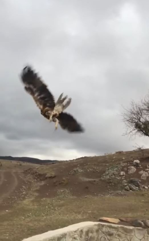 Yavru kartal özgürlüğe böyle kanat çırptı