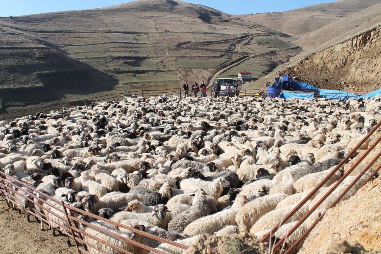 Bayburt’ta kış öncesi küçükbaş hayvanlar mobil koyun yıkama makineleriyle yıkanarak ilaçlanıyor