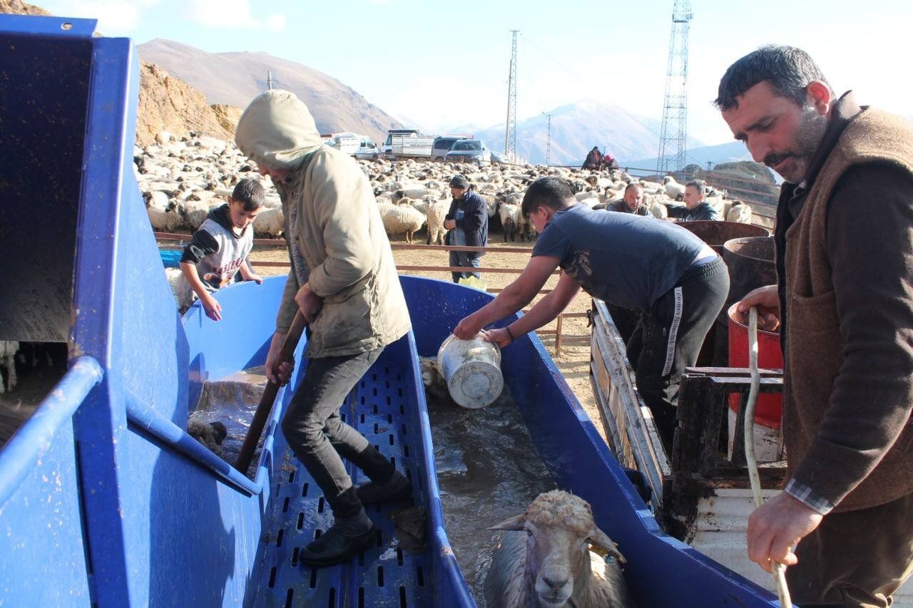Bayburt’ta kış öncesi küçükbaş hayvanlar mobil koyun yıkama makineleriyle yıkanarak ilaçlanıyor