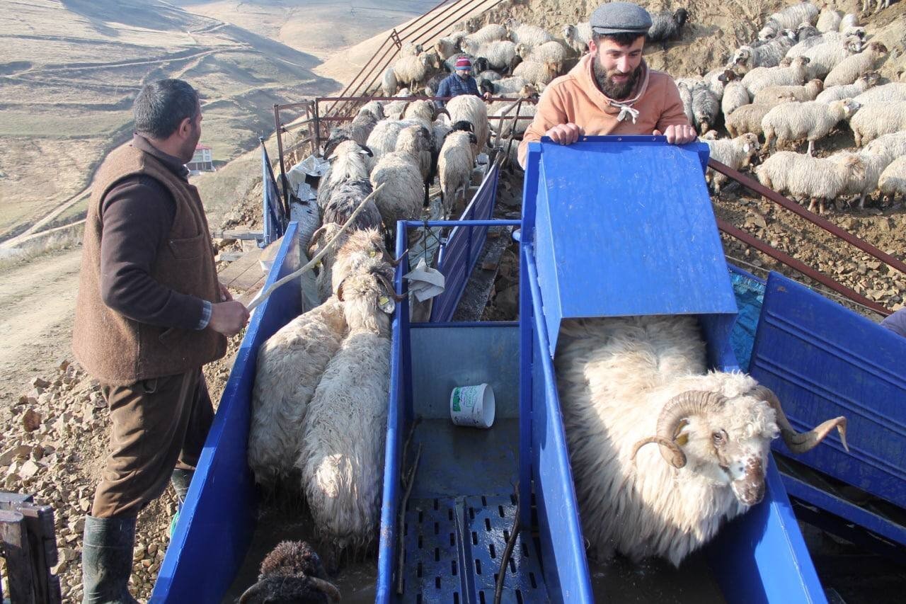 Bayburt’ta kış öncesi küçükbaş hayvanlar mobil koyun yıkama makineleriyle yıkanarak ilaçlanıyor