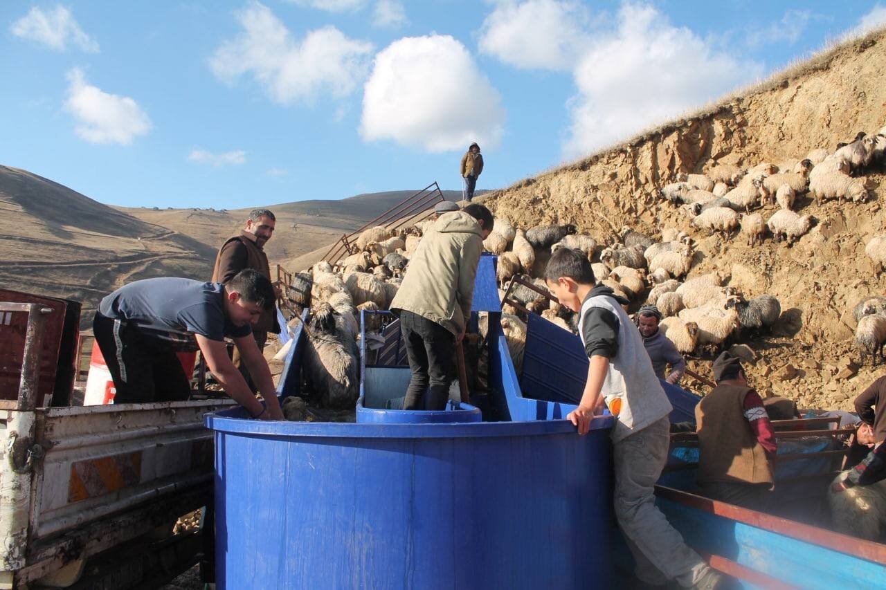 Bayburt’ta kış öncesi küçükbaş hayvanlar mobil koyun yıkama makineleriyle yıkanarak ilaçlanıyor