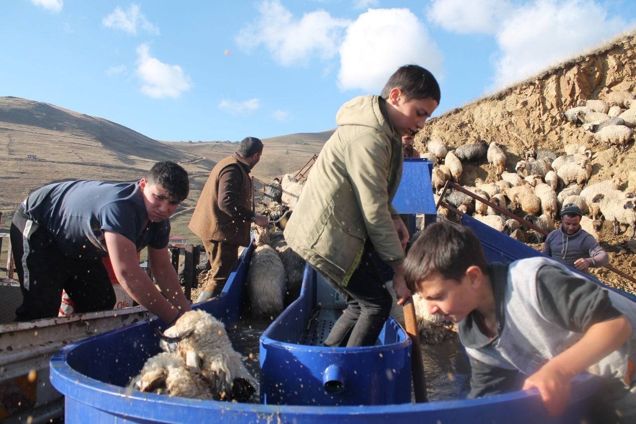 Bayburt’ta kış öncesi küçükbaş hayvanlar mobil koyun yıkama makineleriyle yıkanarak ilaçlanıyor