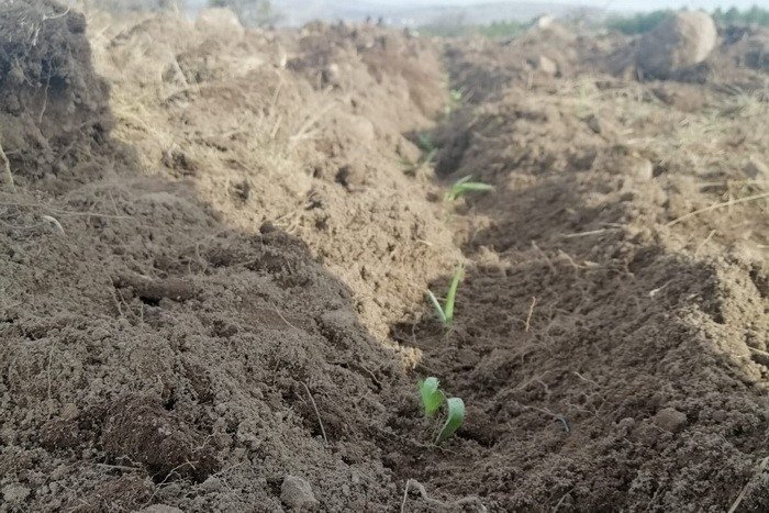 Tozunun kilosu bin 500 liraya alıcı buluyor, Gerede’de ekimine başlandı
