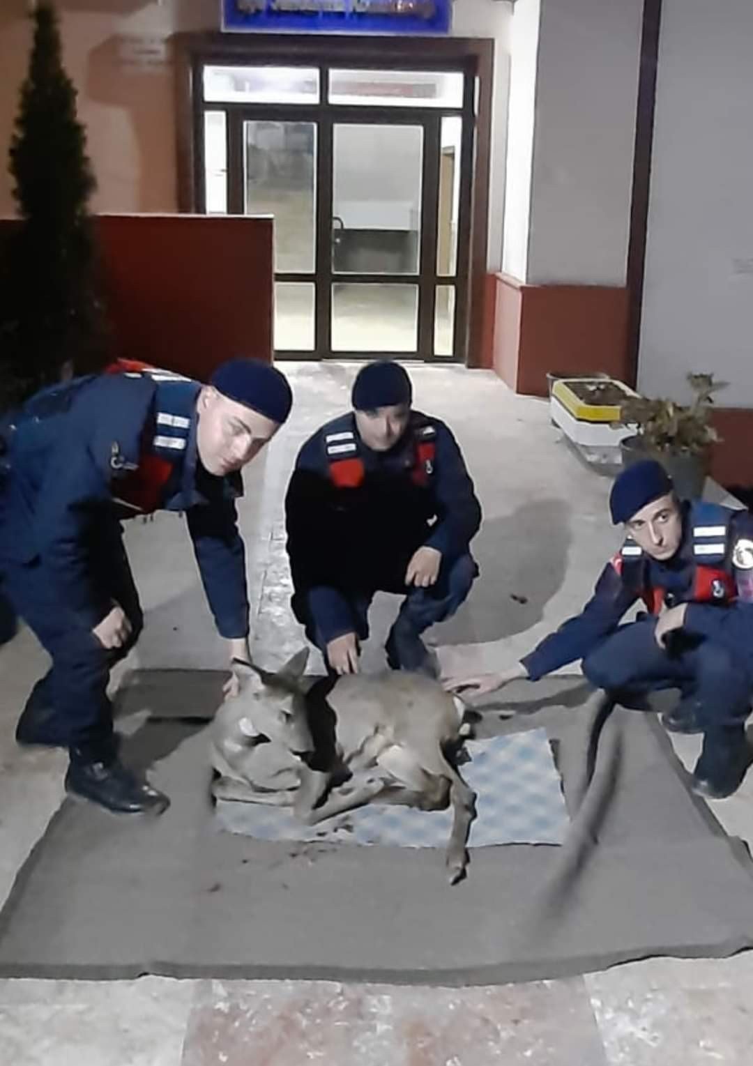 Yaralı ceylanın hayatını kurtardı