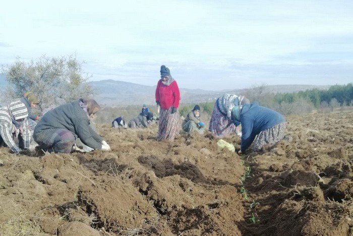 Tozunun kilosu bin 500 liraya alıcı buluyor, Gerede’de ekimine başlandı