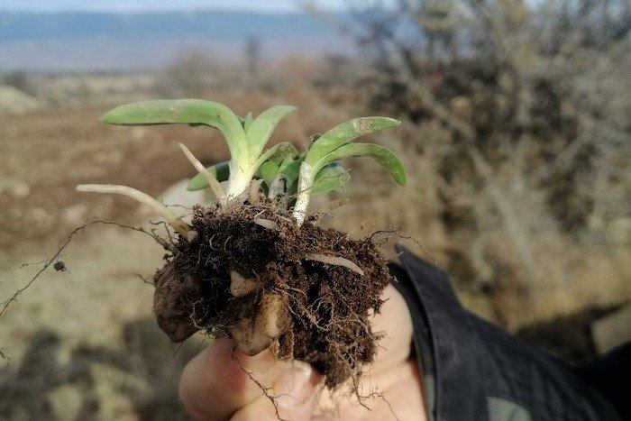 Tozunun kilosu bin 500 liraya alıcı buluyor, Gerede’de ekimine başlandı