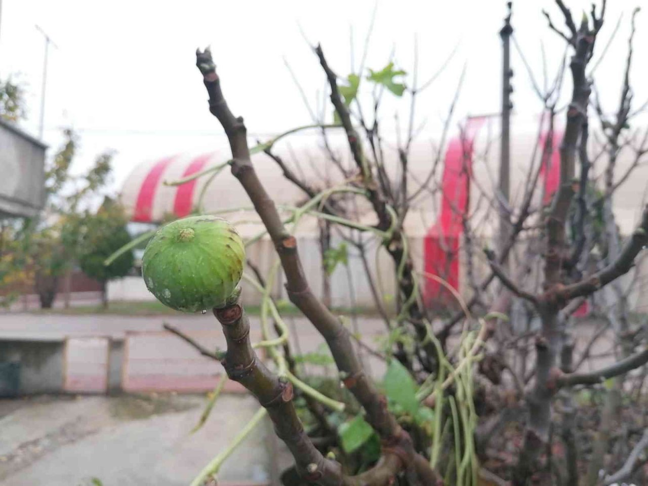 Çanakkale’de incir ağacı kış mevsiminde meyve verdi
