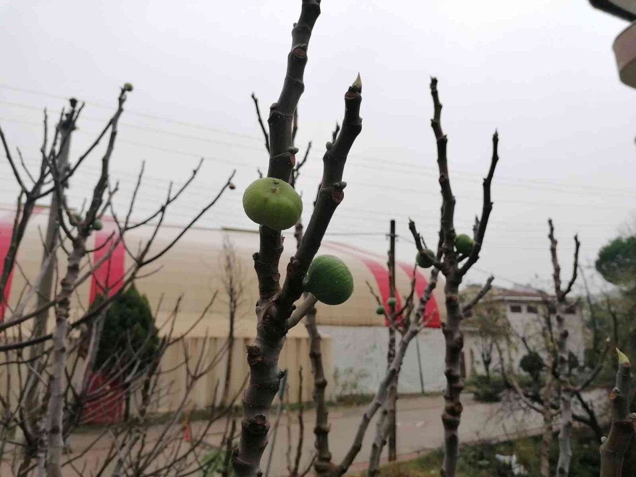 Çanakkale’de incir ağacı kış mevsiminde meyve verdi