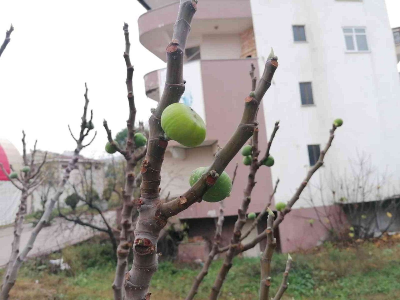 Çanakkale’de incir ağacı kış mevsiminde meyve verdi