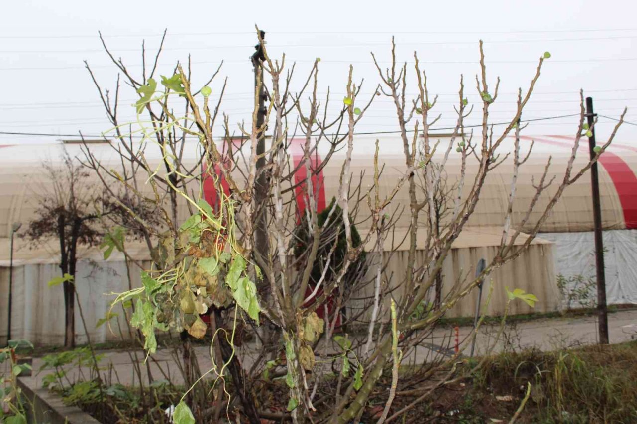 Çanakkale’de incir ağacı kış mevsiminde meyve verdi