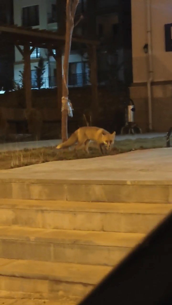 Elazığ’da aç kalan tilki şehir merkezine indi