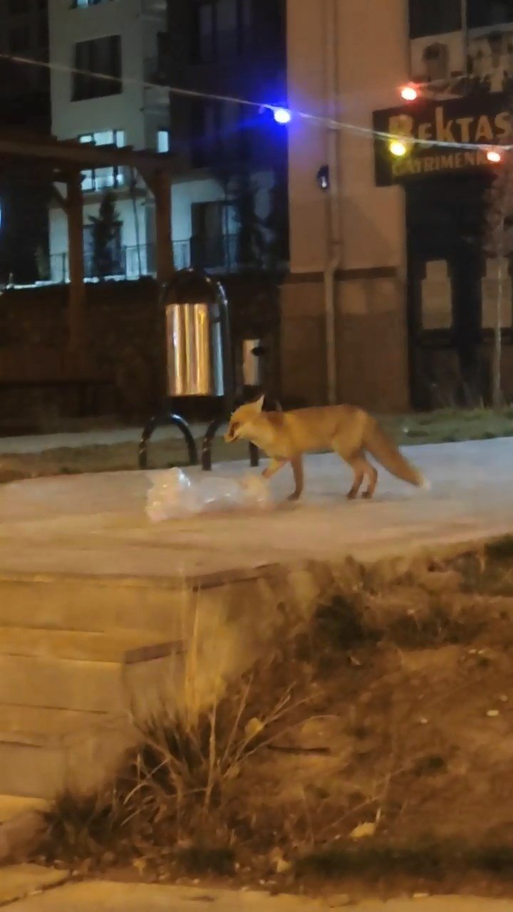 Elazığ’da aç kalan tilki şehir merkezine indi