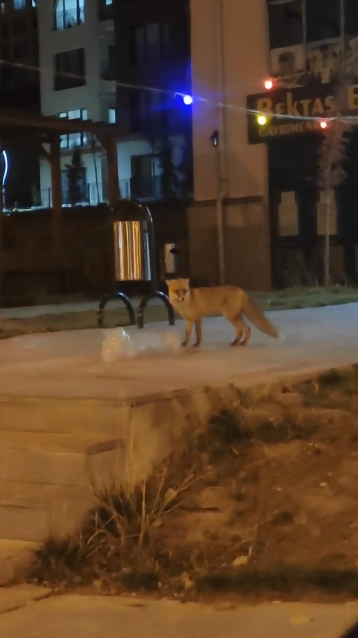 Elazığ’da aç kalan tilki şehir merkezine indi