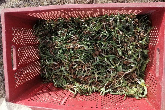 Tozunun kilosu bin 500 liraya alıcı buluyor, Gerede’de ekimine başlandı