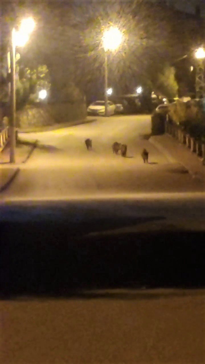 Aç kalan domuzlar mahallede yiyecek aradı