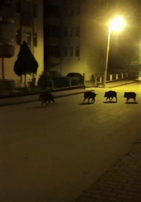 Aç kalan domuzlar mahallede yiyecek aradı