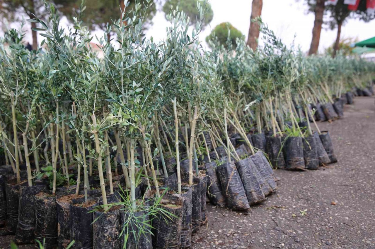 Salihli’de 6 bin 480 zeytin fidanı üreticilere teslim edildi