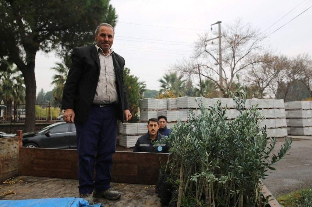 Salihli’de 6 bin 480 zeytin fidanı üreticilere teslim edildi