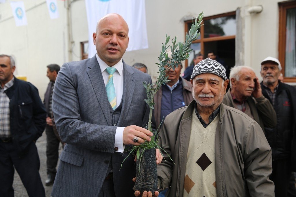 Salihli’de 6 bin 480 zeytin fidanı üreticilere teslim edildi