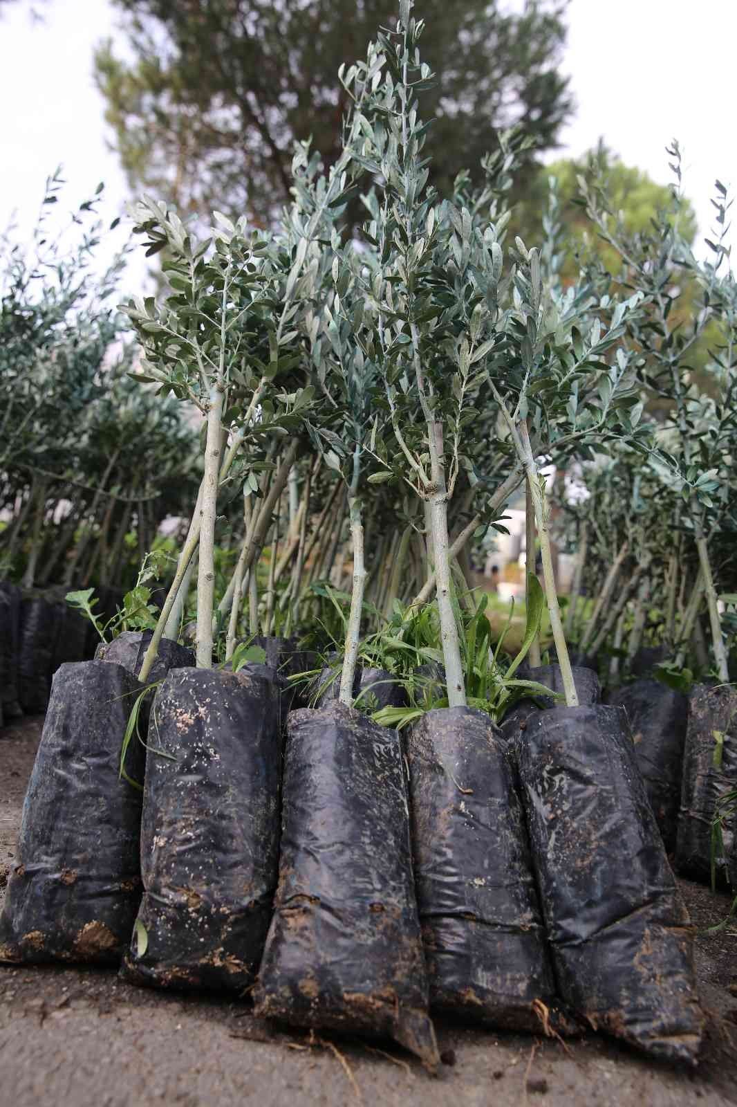 Salihli’de 6 bin 480 zeytin fidanı üreticilere teslim edildi