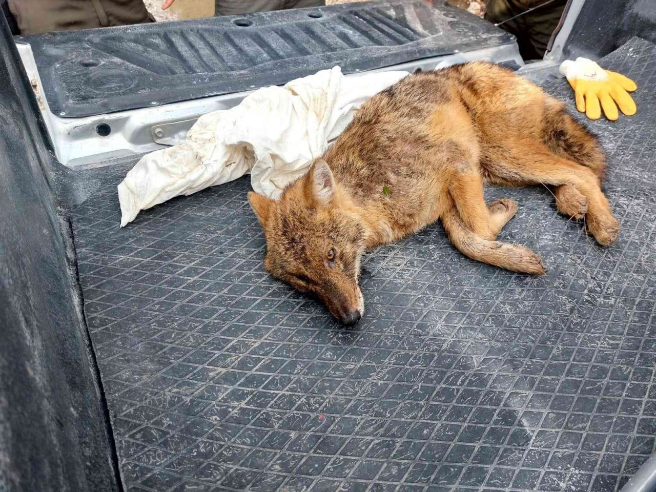 Yaralı tilkiyi Orman İşletme Müdürlüğü ekipleri kurtardı