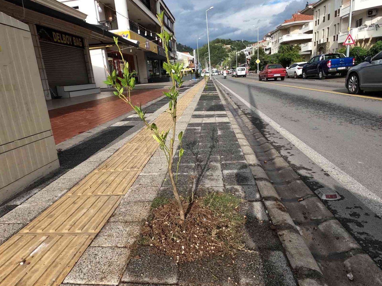 Marmaris’te sokakları limon ağaçları süsleyecek