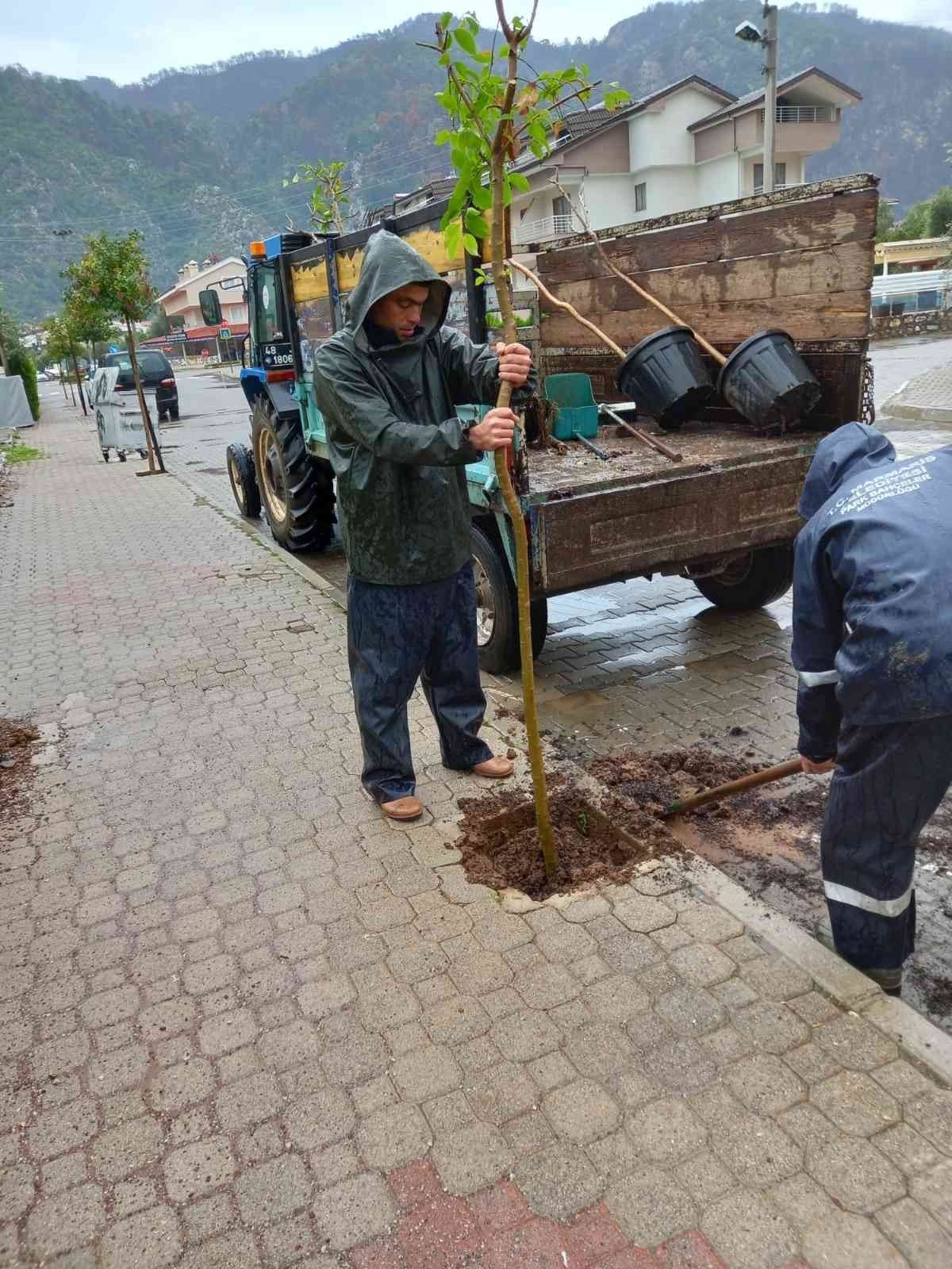 Marmaris’te sokakları limon ağaçları süsleyecek