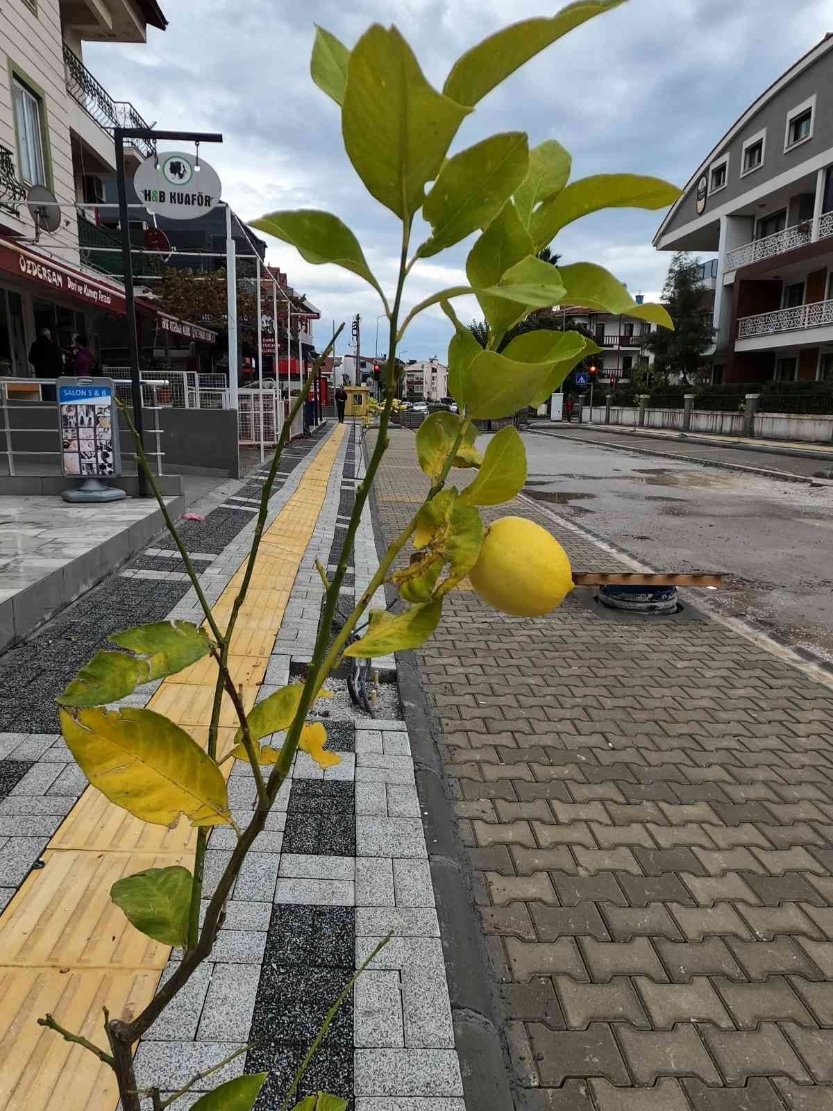 Marmaris’te sokakları limon ağaçları süsleyecek