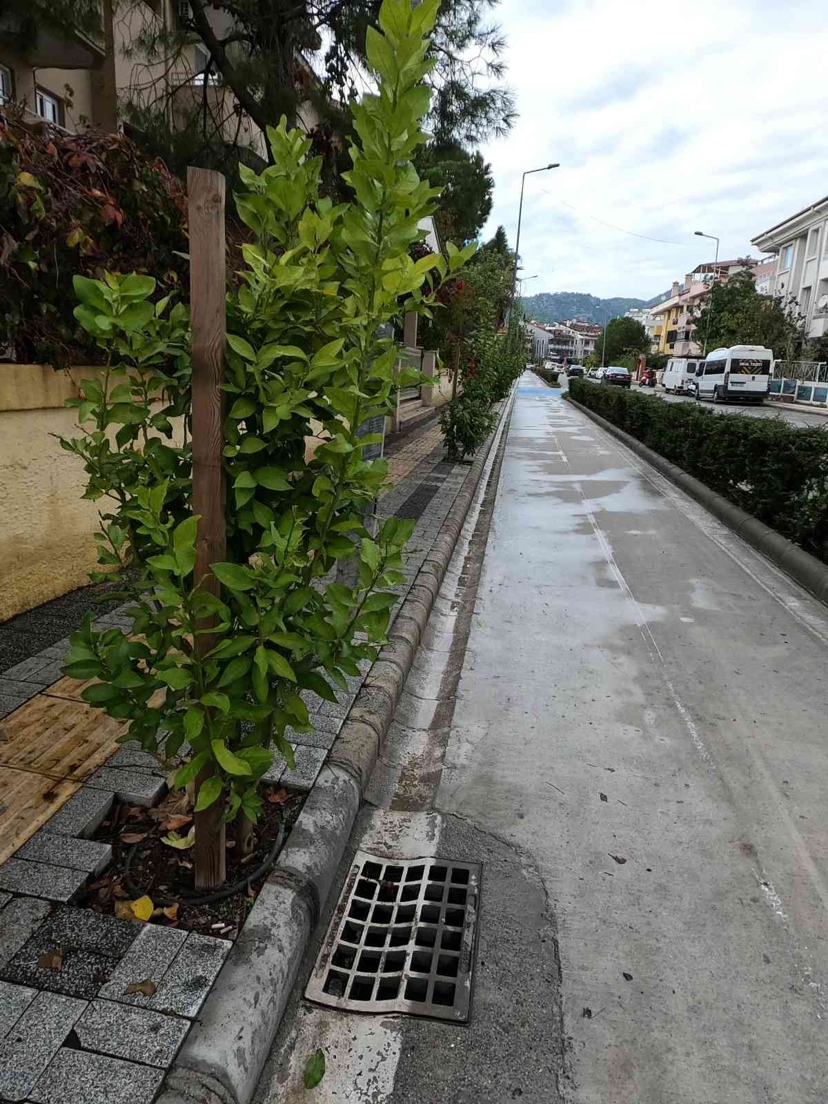 Marmaris’te sokakları limon ağaçları süsleyecek