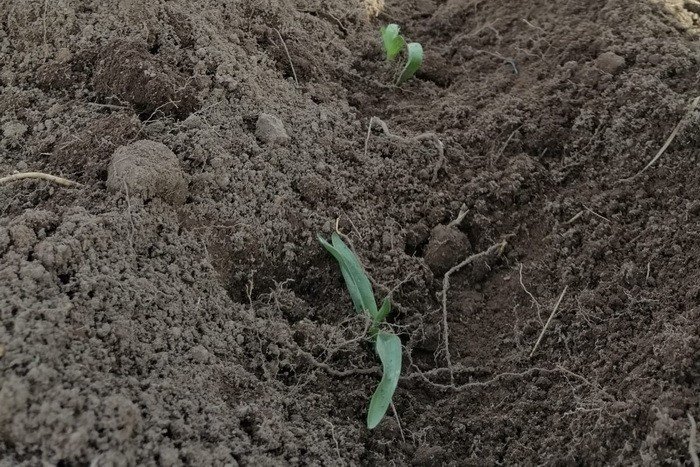 Tozunun kilosu bin 500 liraya alıcı buluyor, Gerede’de ekimine başlandı