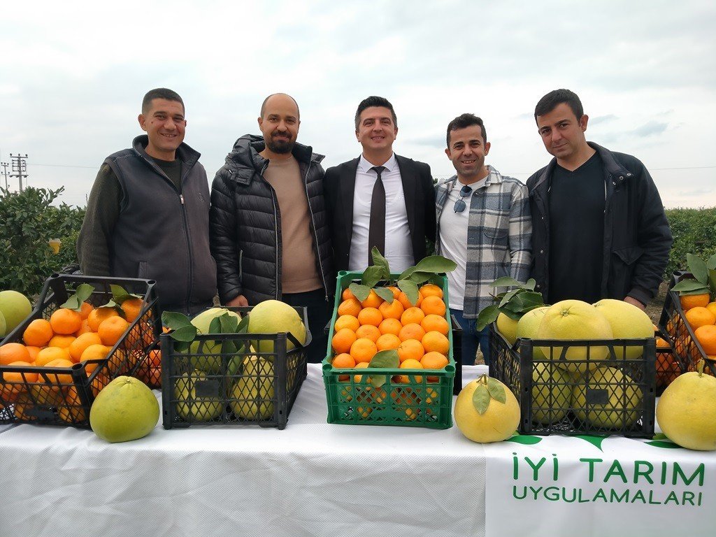 Hatay’da 905 ton ürün bekleniyor: Narenciye hasadına başlandı