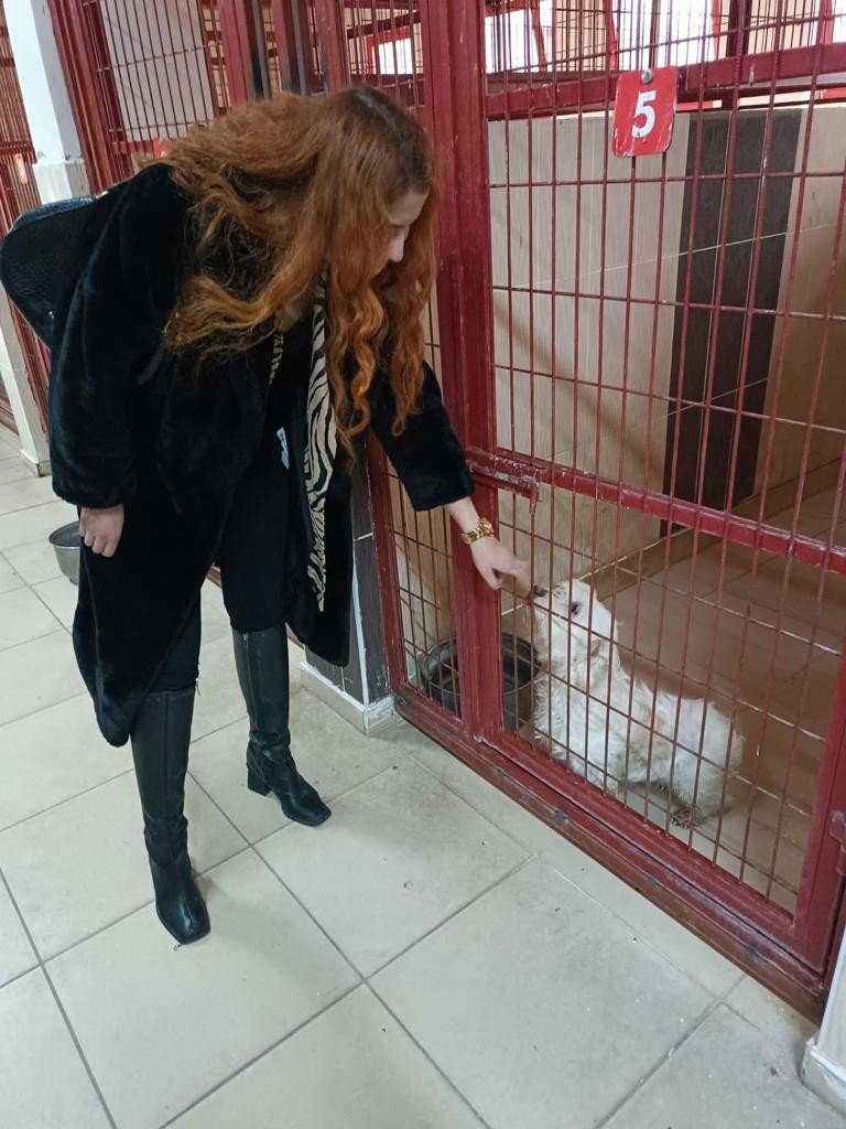 Avukatlar hayvan barınağında